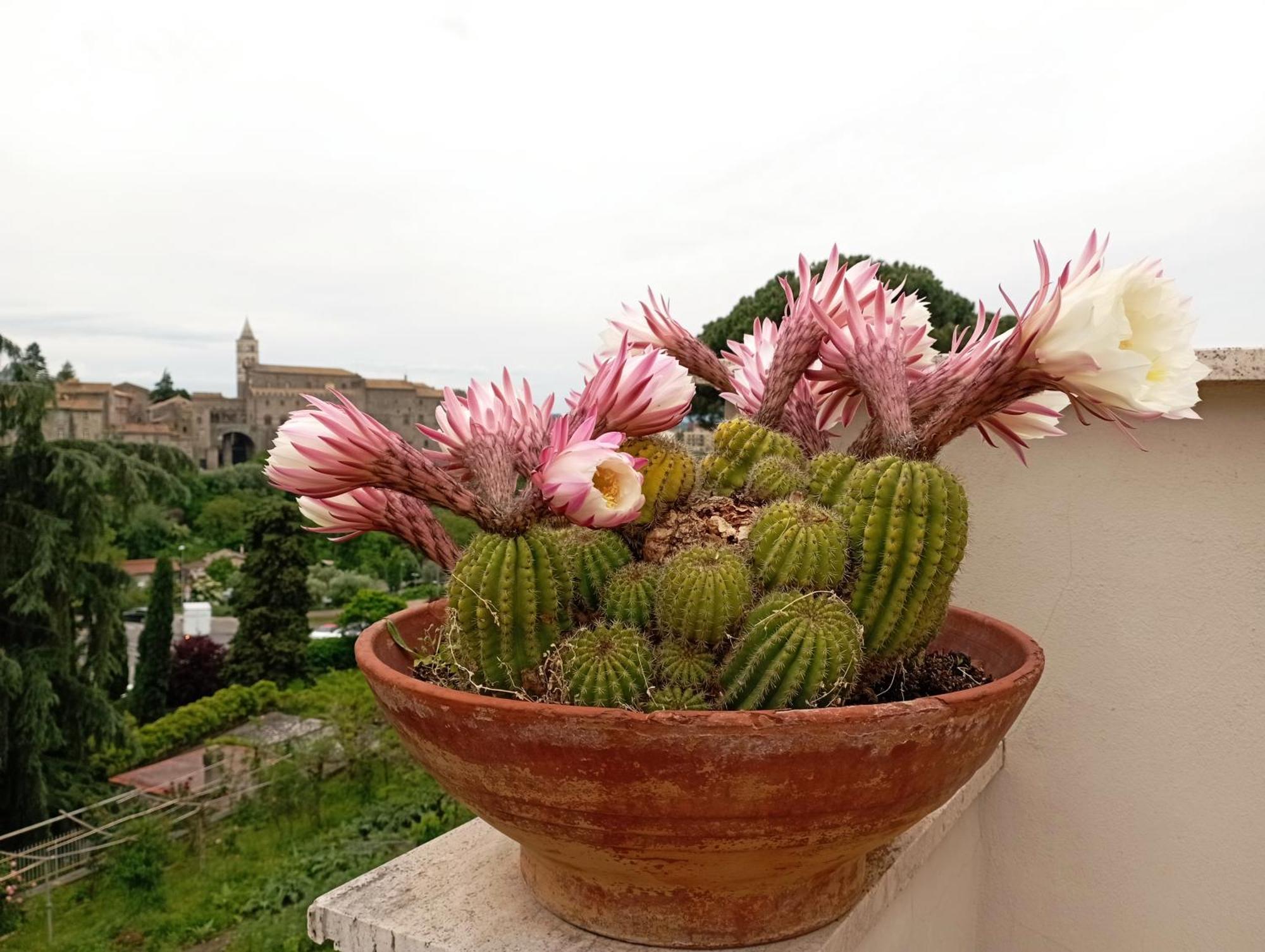 Le Petit Relais Bed & Breakfast Viterbo Ngoại thất bức ảnh